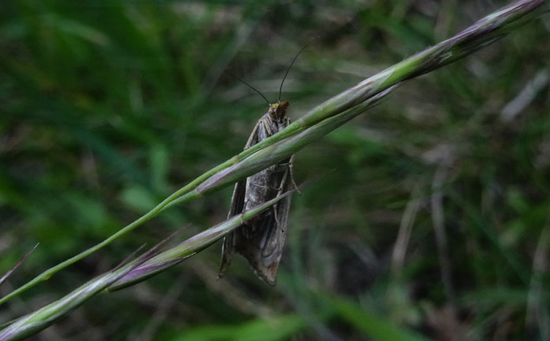 Thisanotia chrysonuchella - Crambidae